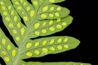 Fronde de Polypode face inférieure montrant des sporanges jeunes (détail)